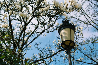 Low angle view of street light by tree
