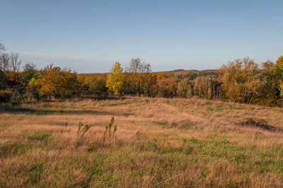 Scenic view of field against clear sky