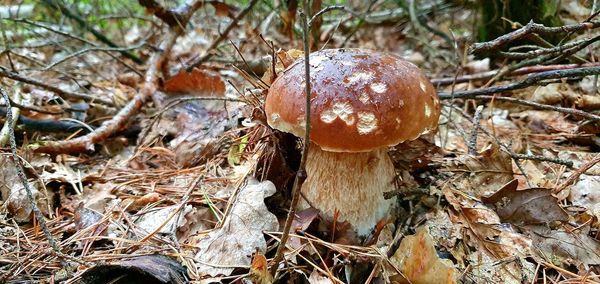 Close-up of mushroom growing on field