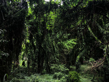 Trees in forest