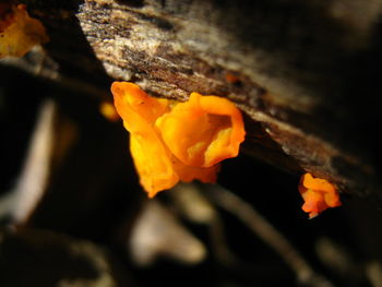 Close-up of yellow flower