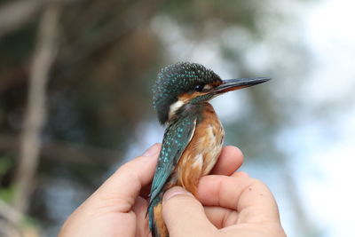 Close-up of hand holding bird