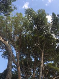 Low angle view of trees against sky