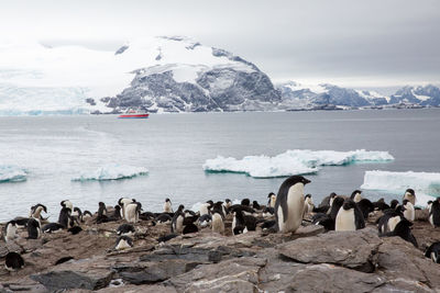 Scenic view of penguins on rock formations at sea shore against snowcapped mountains