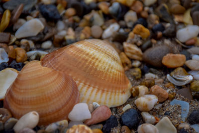 Close-up of seashells on pebbles