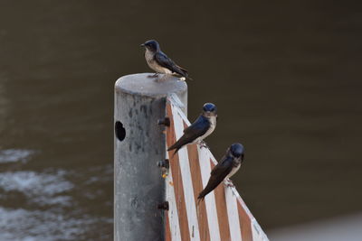 Bird perching on railing