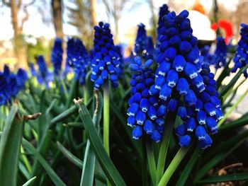 Close-up of blue flowering plants