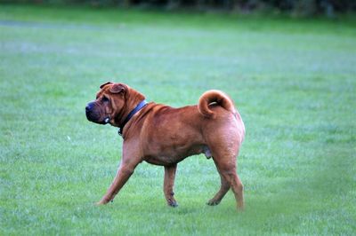Dog standing on grass in field