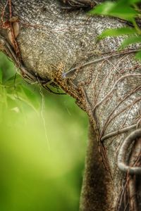 Close-up of insect on plant