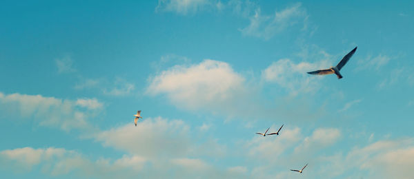 Low angle view of birds flying in sky