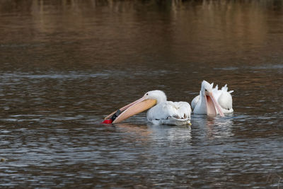 View of swans swimming in lake
