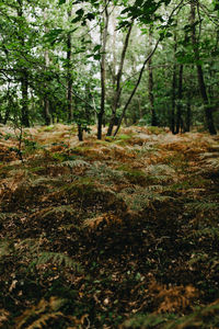 Surface level of trees on field