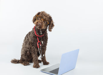 Dog standing against white background