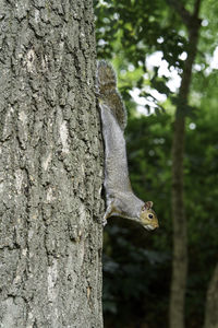 Close-up of squirrel on tree trunk