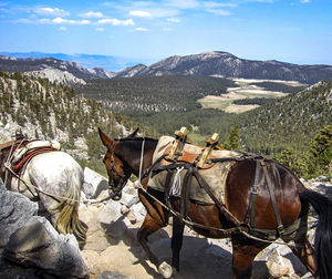 Panoramic view of horses on mountains