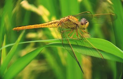 Close-up of dragonfly on leaf