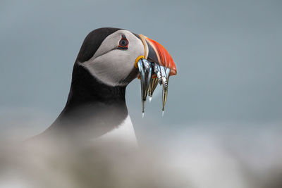 Close-up of a bird looking away