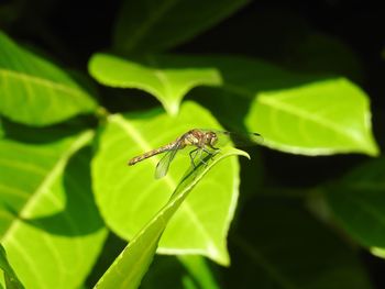Close-up of insect on leaf