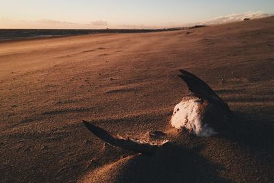 Scenic view of desert against sky