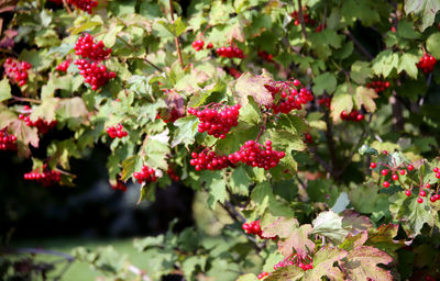 Close-up of red berries on plant