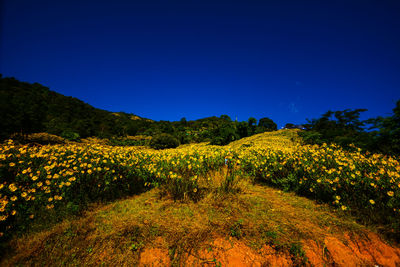 Yellow flowers growing in field against clear sky