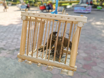 High angle view of a bird