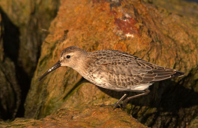 Close-up of bird perching outdoors