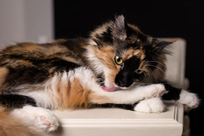 Close-up of cat sitting at home