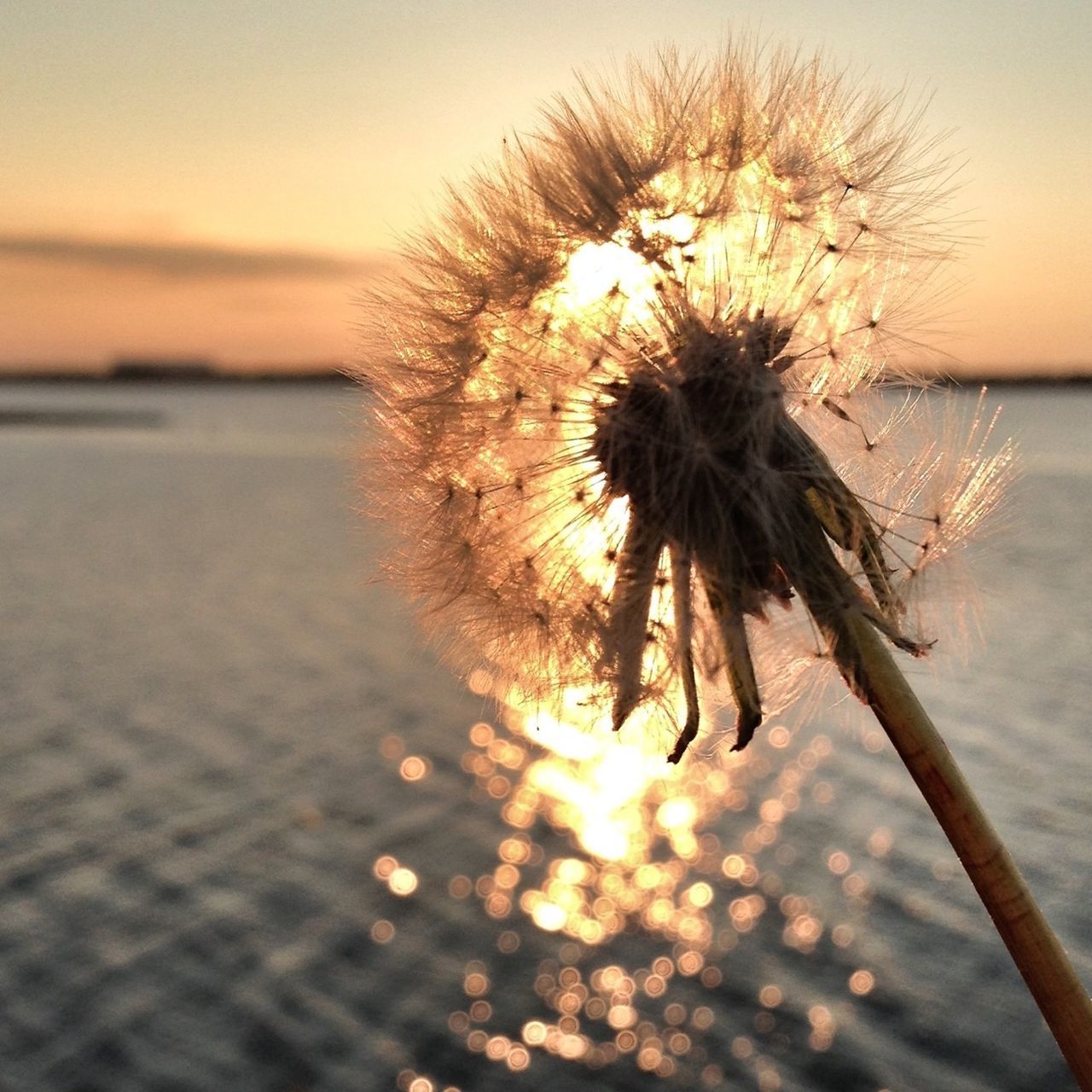 water, sunset, beauty in nature, nature, sea, sky, flower, focus on foreground, growth, close-up, tranquility, silhouette, fragility, freshness, outdoors, dandelion, palm tree, no people, scenics, beach