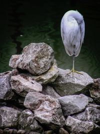 Rocks in water