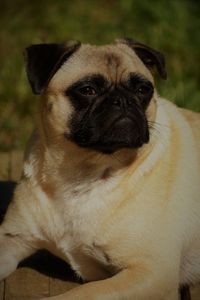 Close-up portrait of a dog