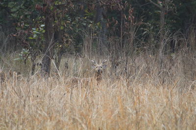 View of an animal on field