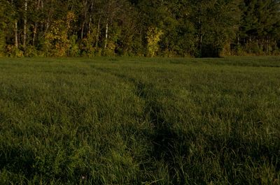 Scenic view of forest