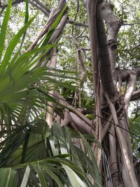 Low angle view of palm tree against sky