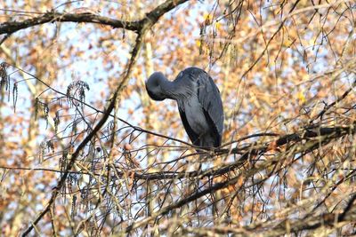 Low angle view of bird perching on tree