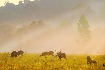 View of deer on field against sky