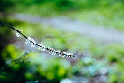 Close-up of wet plant