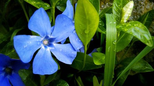 Close-up of flower blooming outdoors