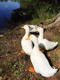 Close-up of swan swimming in lake