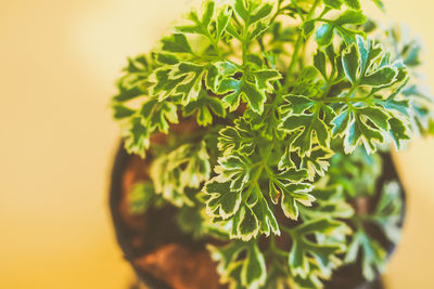 Close-up of fresh green plant