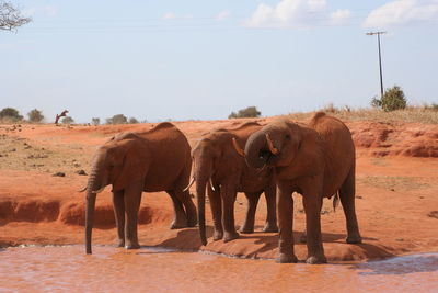 African elephants drinking water from lake against sky