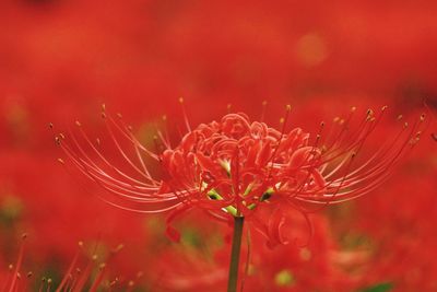 Close-up of raindrops on red flowering plant