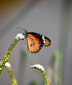 Close-up of butterfly pollinating flower