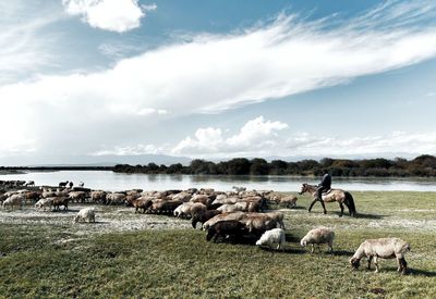 Side view of man riding horse on field by sheep against cloudy sky