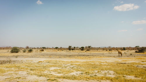 Scenic view of savanna with giraffe and antelopes against clear sky in ruaha national park, tanzania