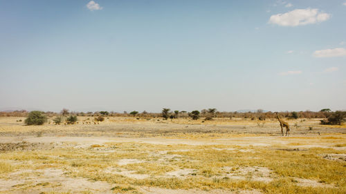 View of a field