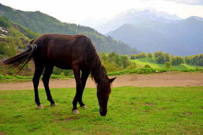 Horse standing in a mountain