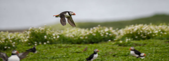 Bird flying in a field