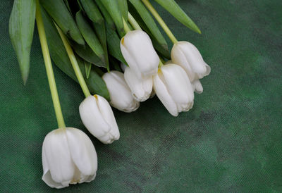 High angle view of white roses on plant