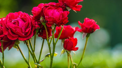 Close-up of red flowering plants